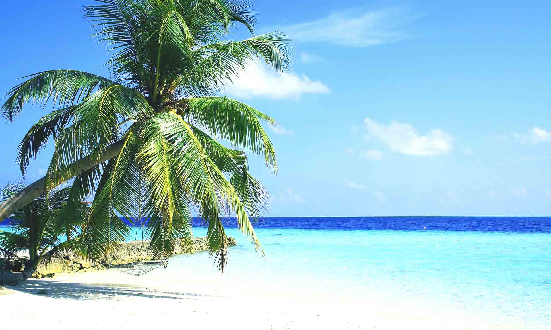 malediven palmen strand 1