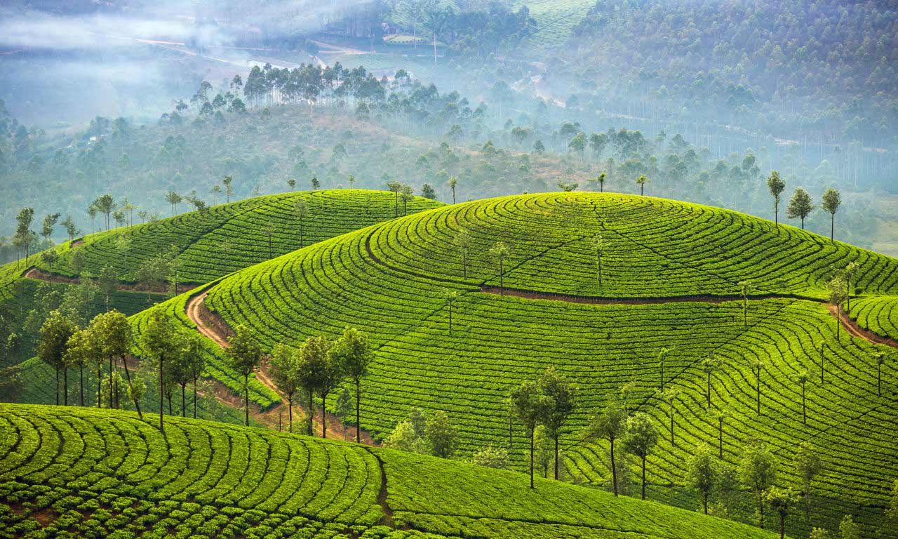 00100 asien sri lanka teeplantagen ausflug trip sightseeing fernreise urlaub buchen reisen