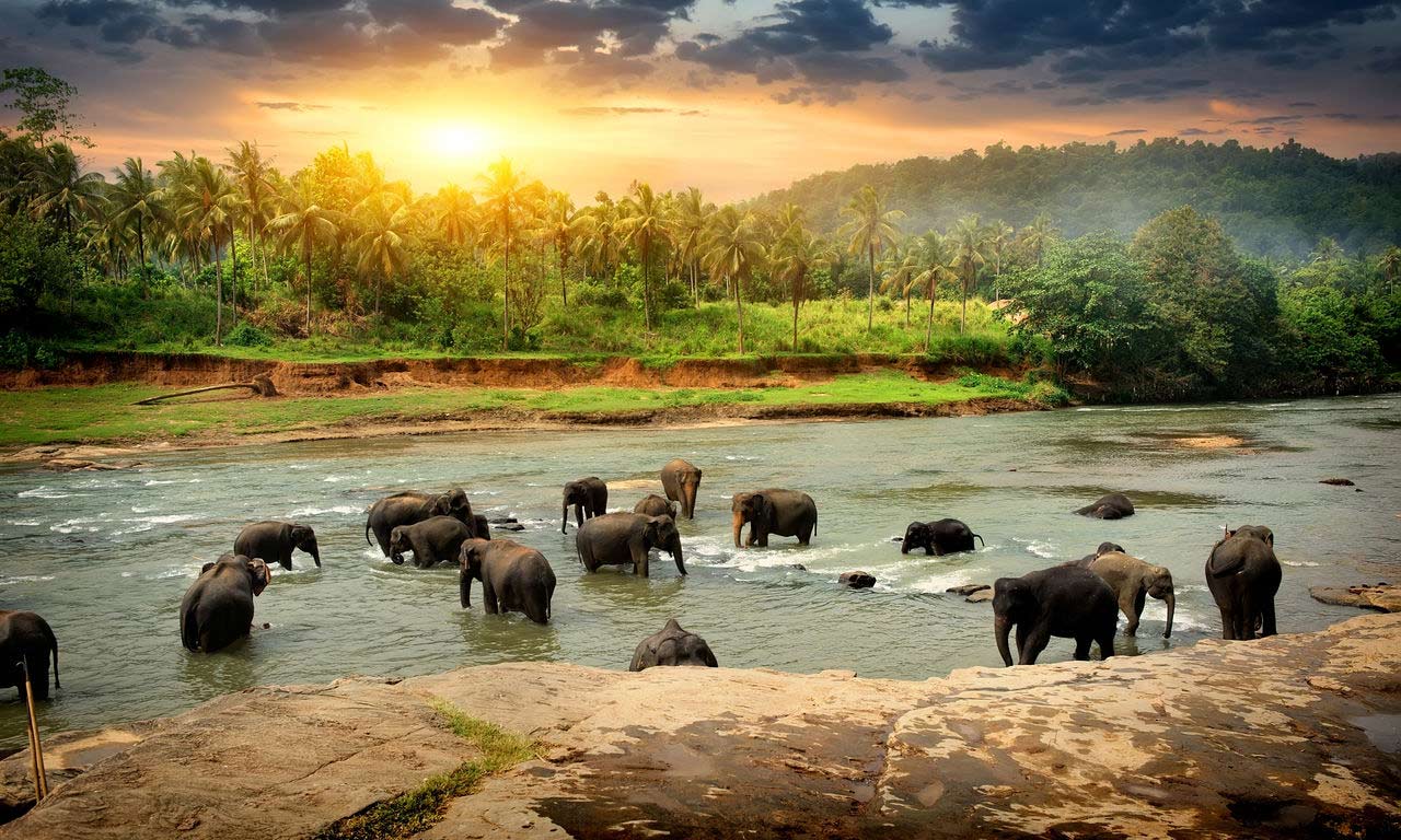 00103 asien sri lanka elefanten fluss ausflug fernreise urlaub buchen reisen
