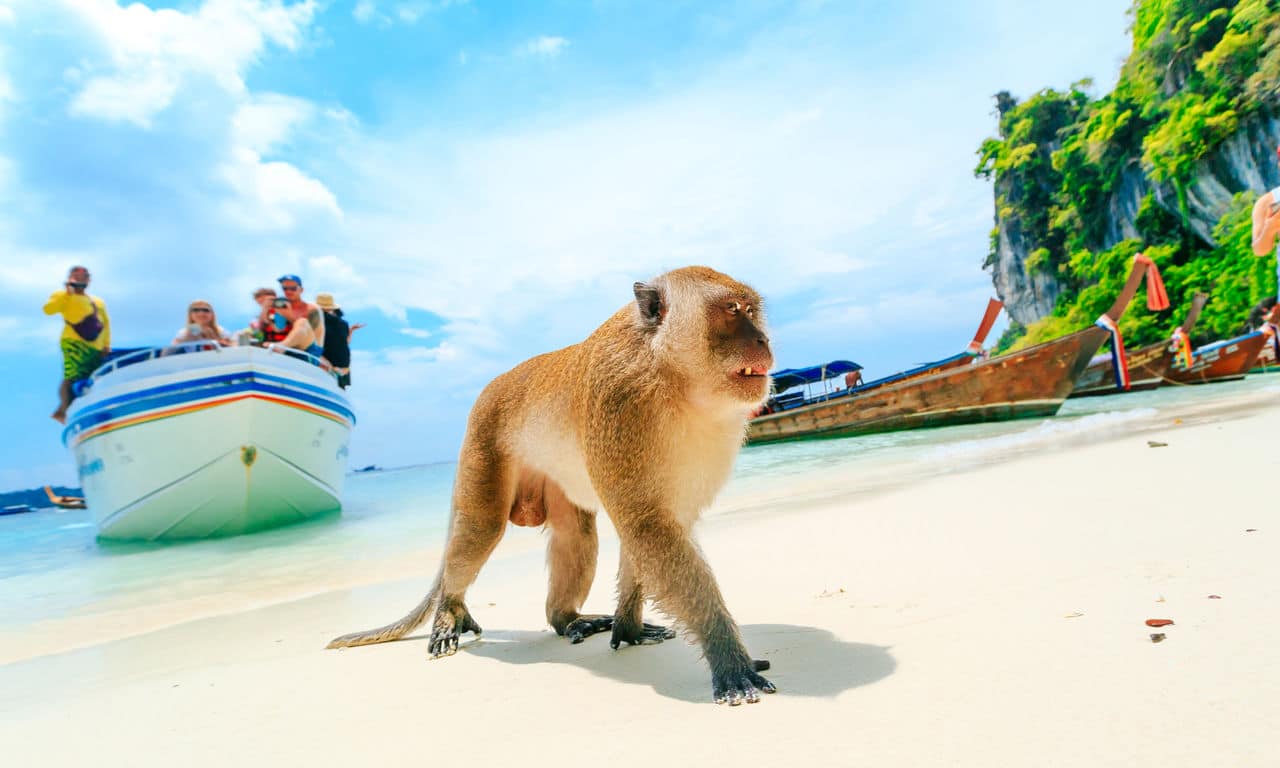 00127 asien thailand phi phi insel monkey beach