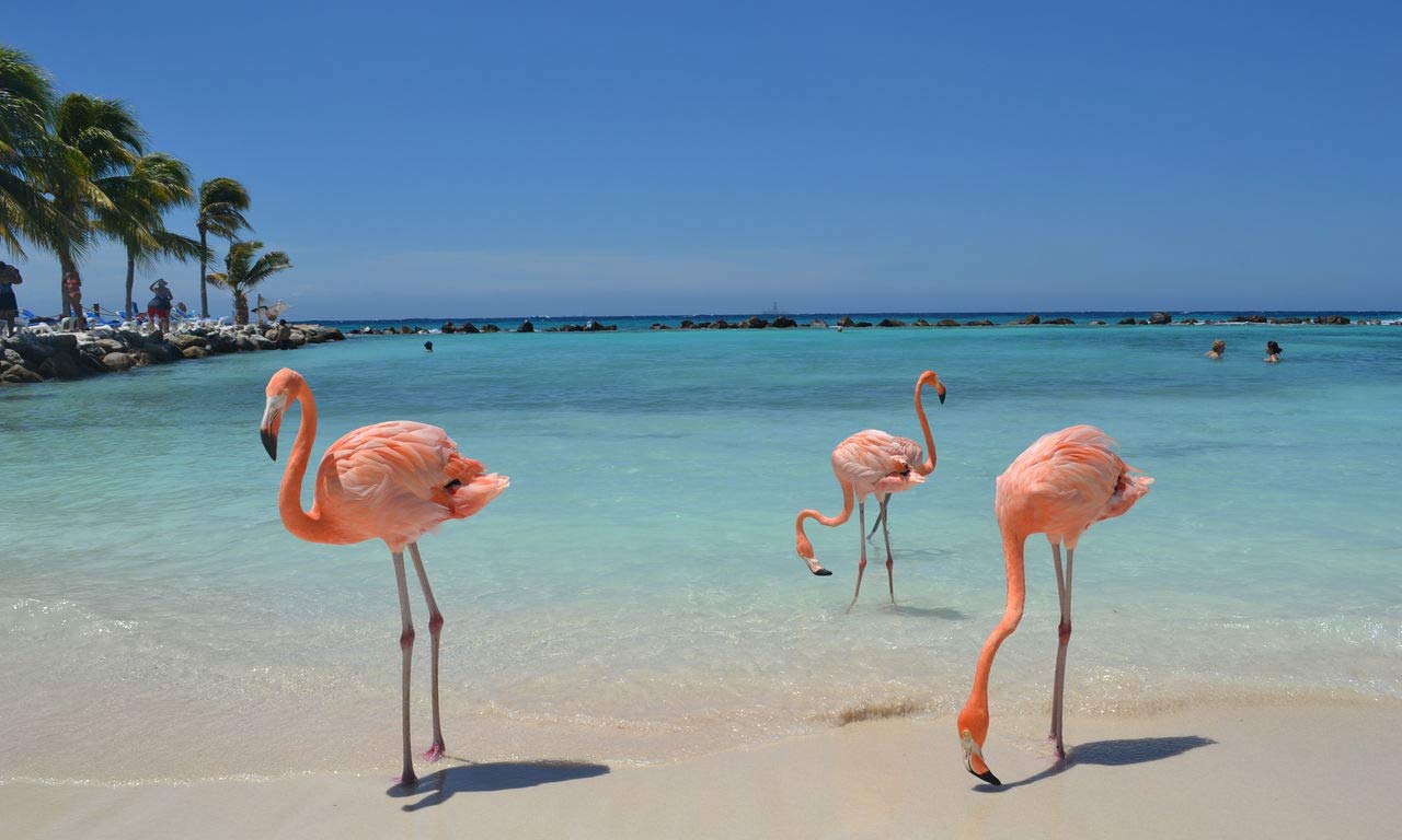 00239 karibik aruba flamingos rennaissance insel