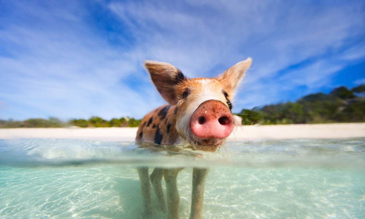 00241 karibik bahamas schweine strand schwimmen schnorcheln