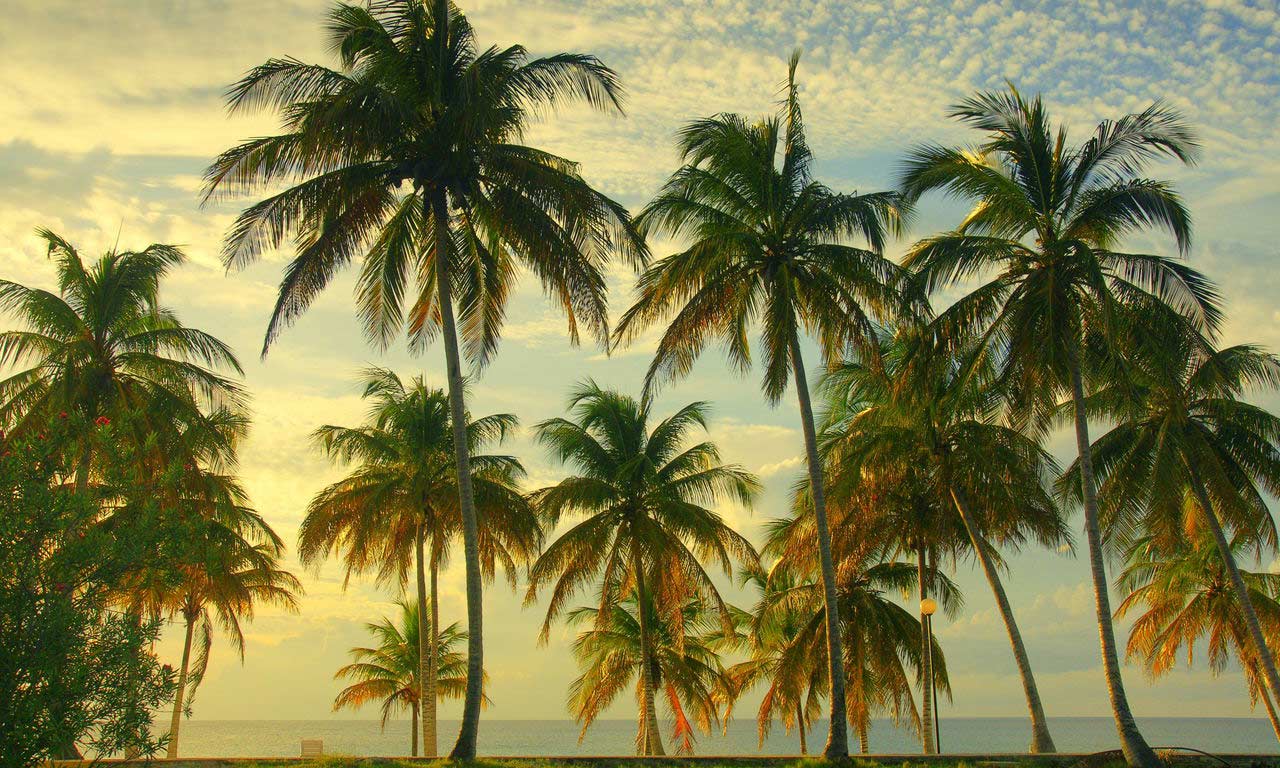 01001 kuba urlaub fernreise karibik traumstrand insel strand sommer romantisch palmen paradies