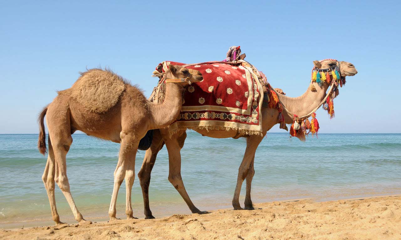 01101 alanya tuerkei urlaub sommer erholung all inclusive beach strand meer