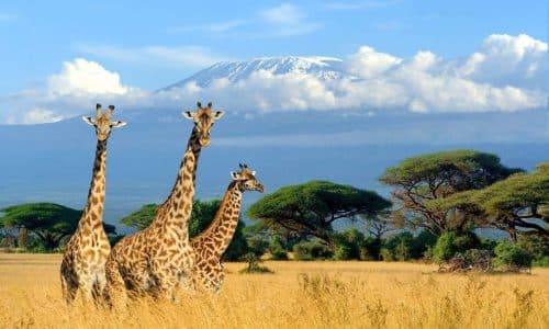 Last Minute Kenia